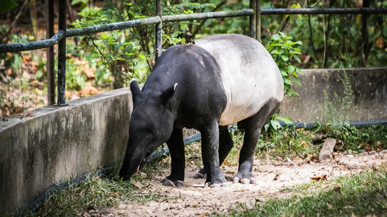 Zoo Negara Malaysia & & Panda Conservation Centre Ticket - Photo 9