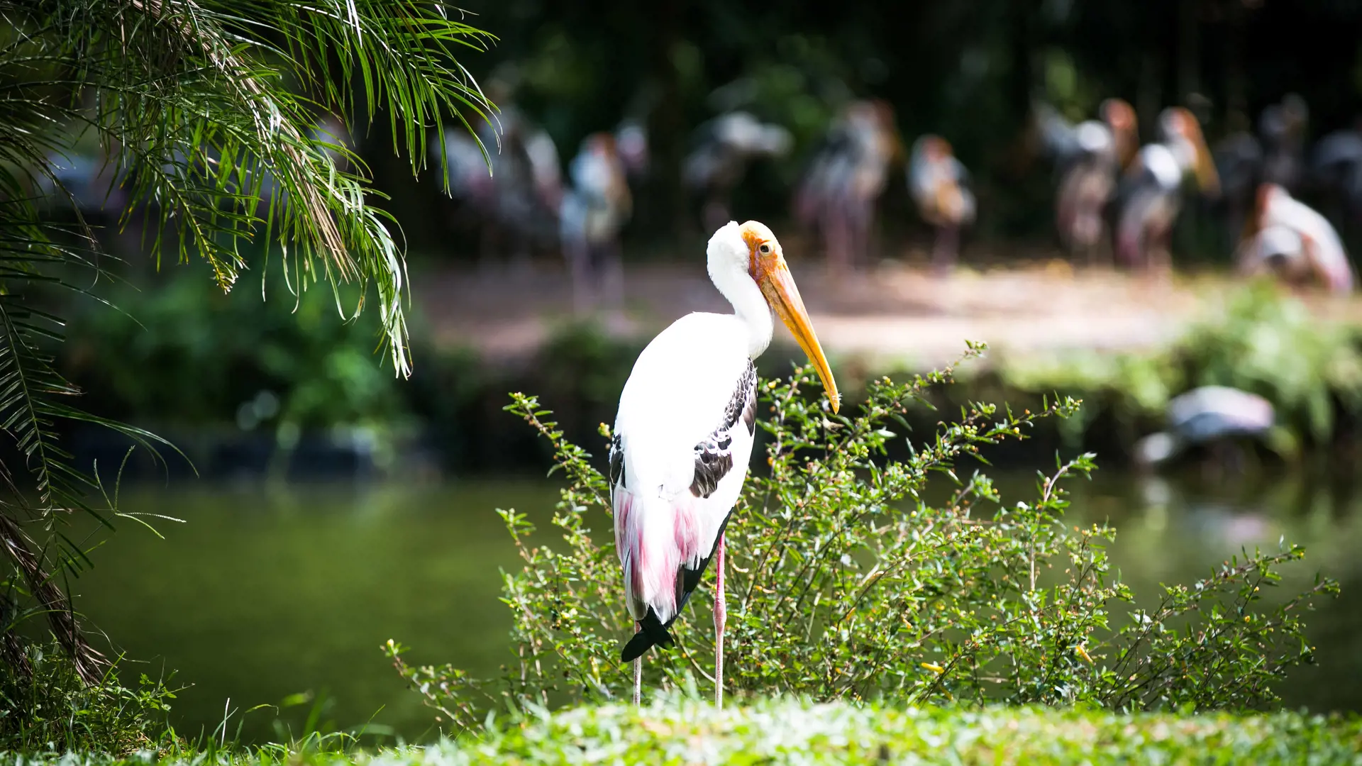 Zoo Negara Malaysia & & Panda Conservation Centre Ticket - Photo 41