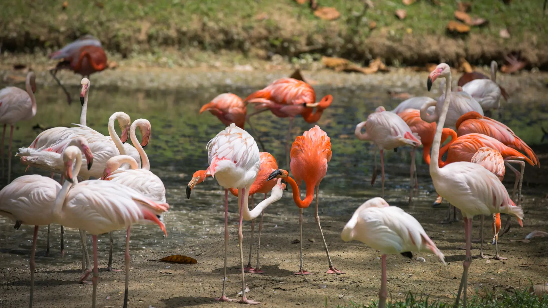 Zoo Negara Malaysia & & Panda Conservation Centre Ticket - Photo 43
