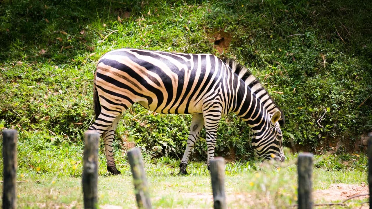 Zoo Negara Malaysia & & Panda Conservation Centre Ticket - Photo 16