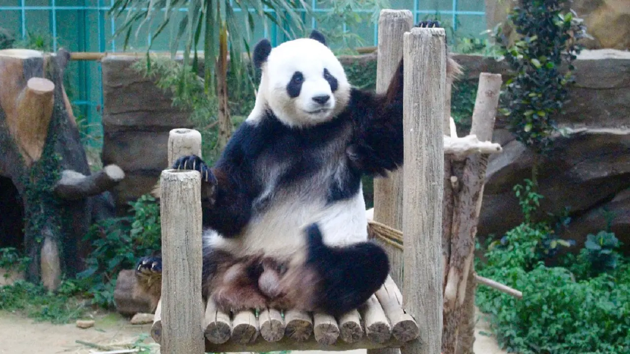 Zoo Negara Malaysia & & Panda Conservation Centre Ticket - Photo 21