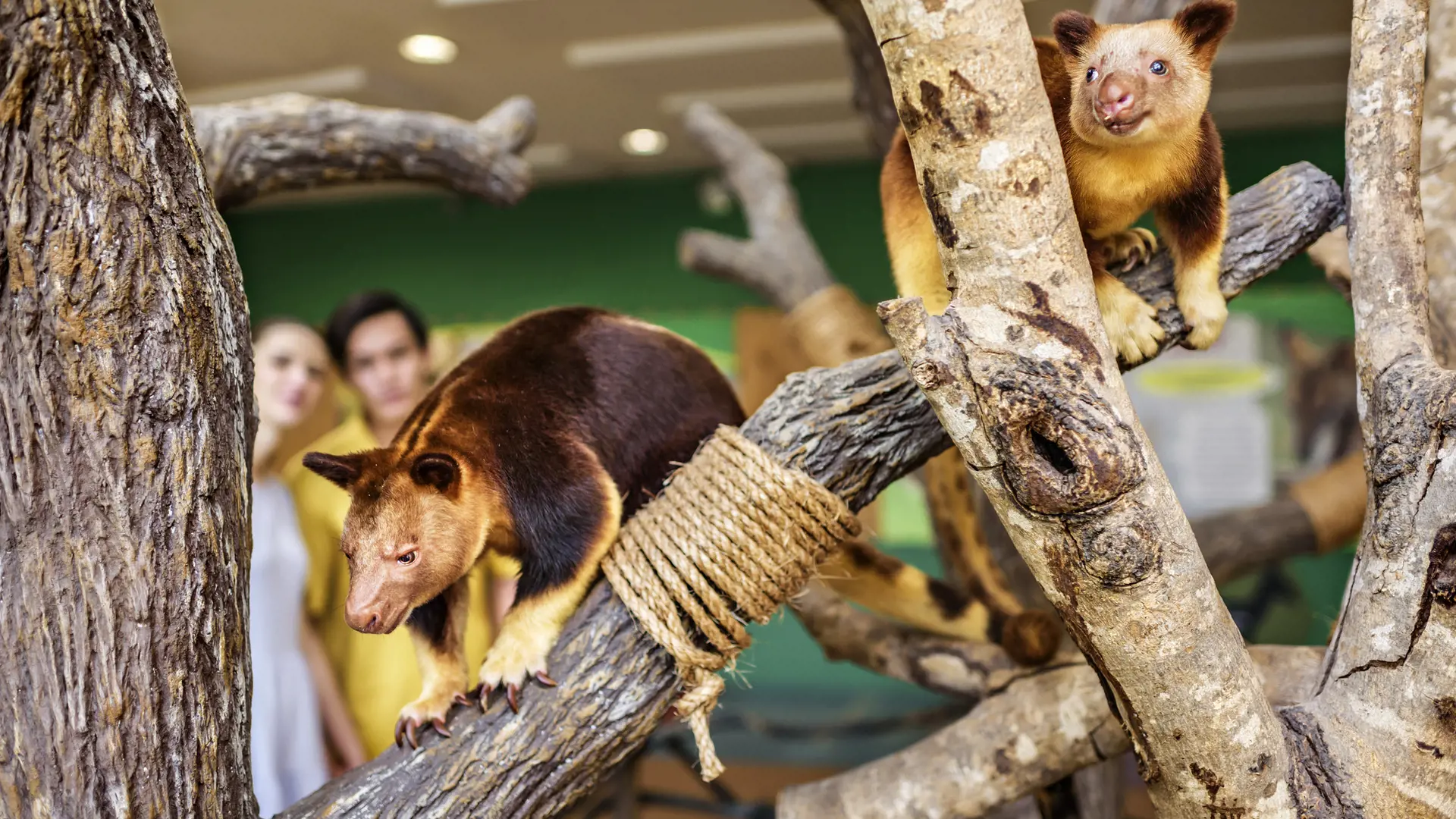Singapore Zoo Ticket - Photo 33