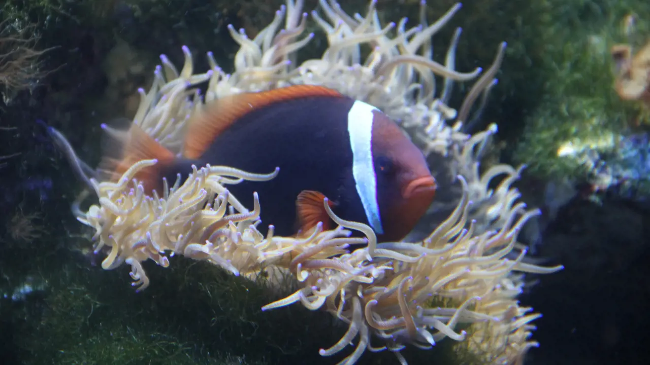 Underwater World Langkawi Ticket - Photo 10