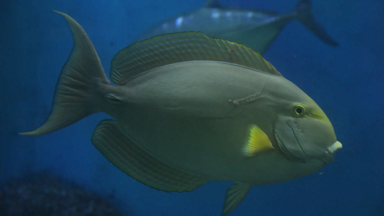 Underwater World Langkawi Ticket - Photo 33