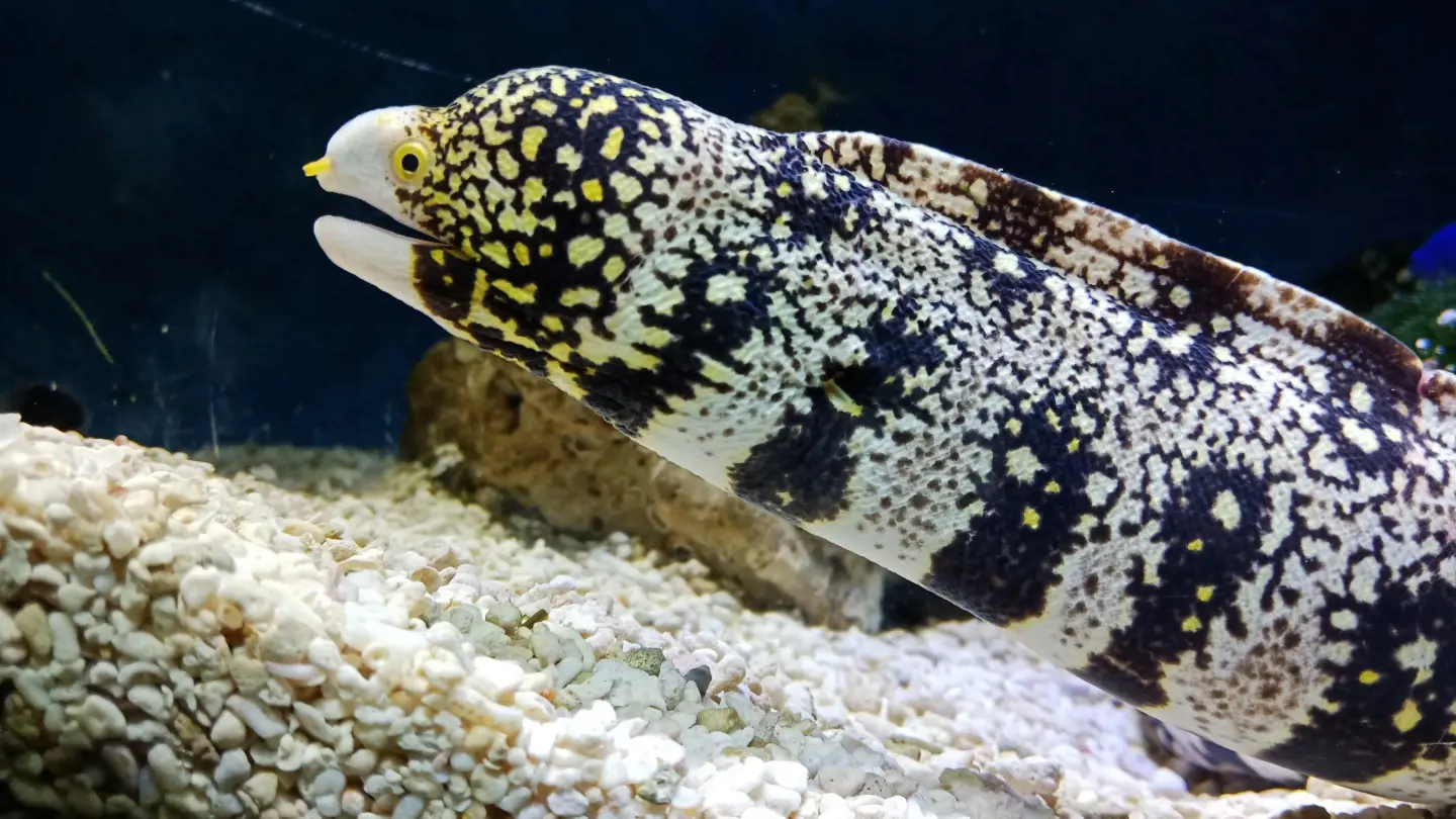Underwater World Langkawi Ticket - Photo 34