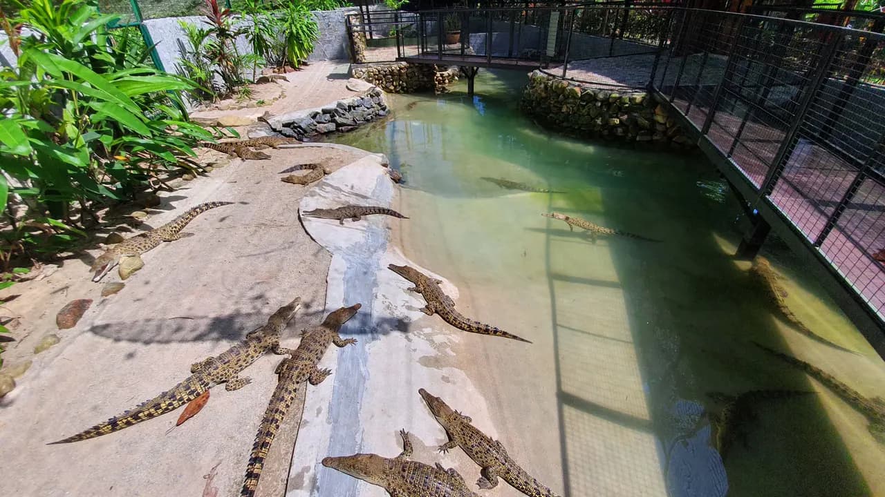 Crocodile Adventureland Langkawi - Photo 9