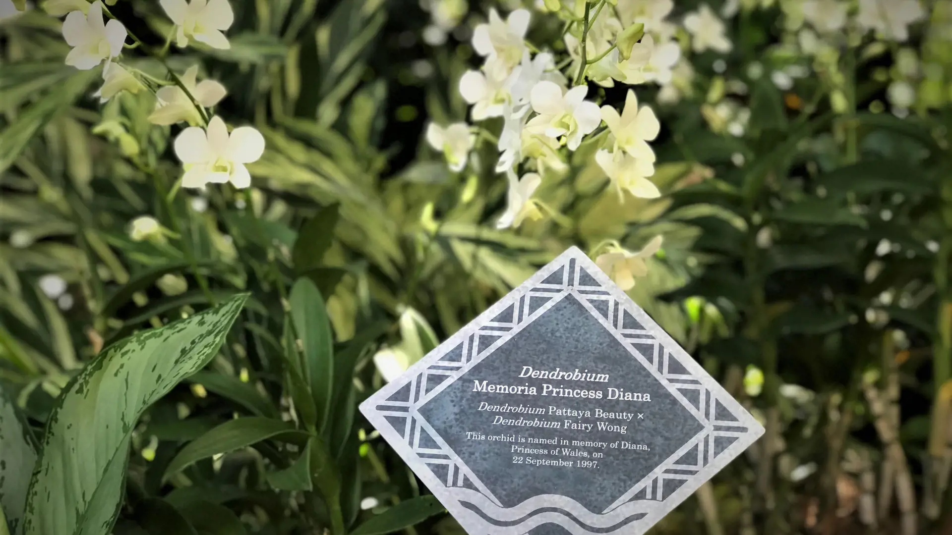 National Orchid Garden Ticket - Photo 19