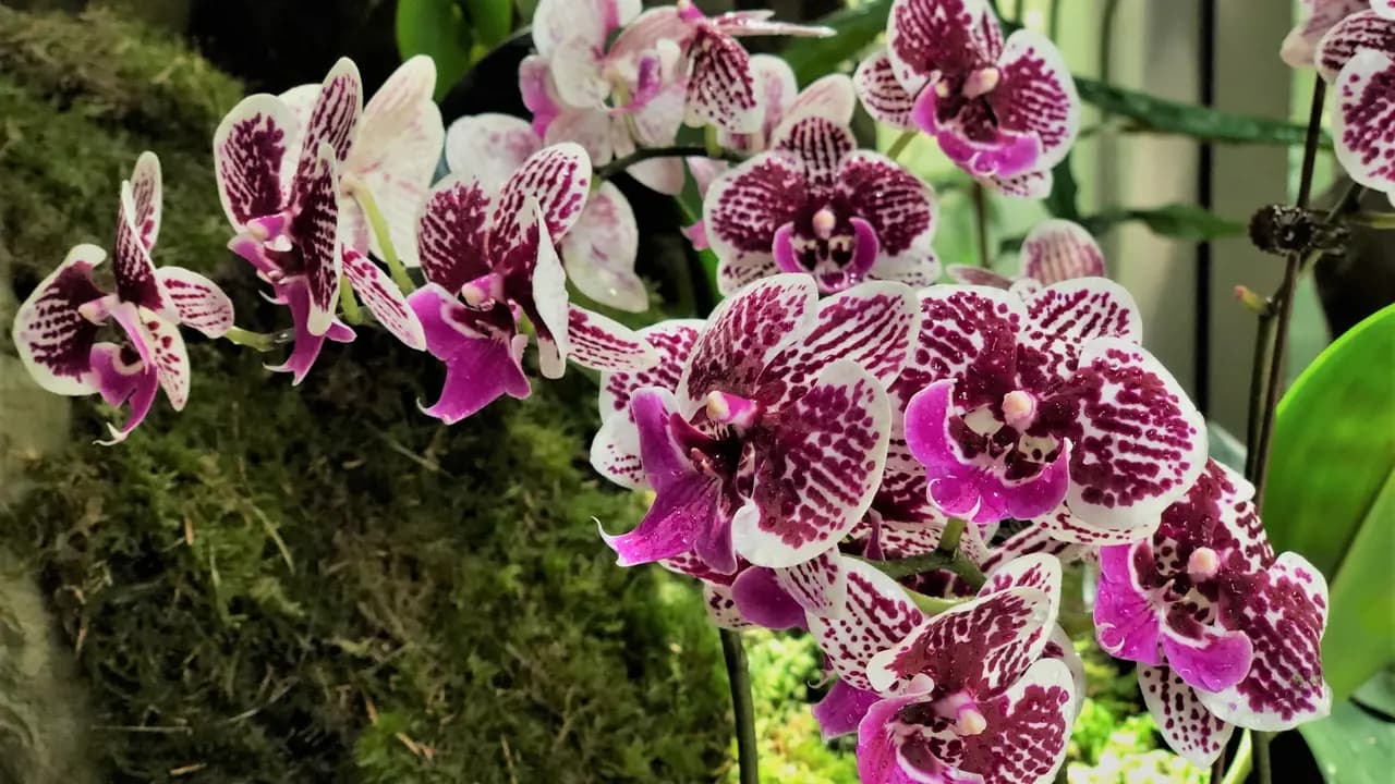 National Orchid Garden Ticket - Photo 4