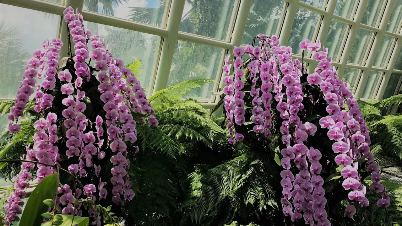 National Orchid Garden Ticket - Photo 10