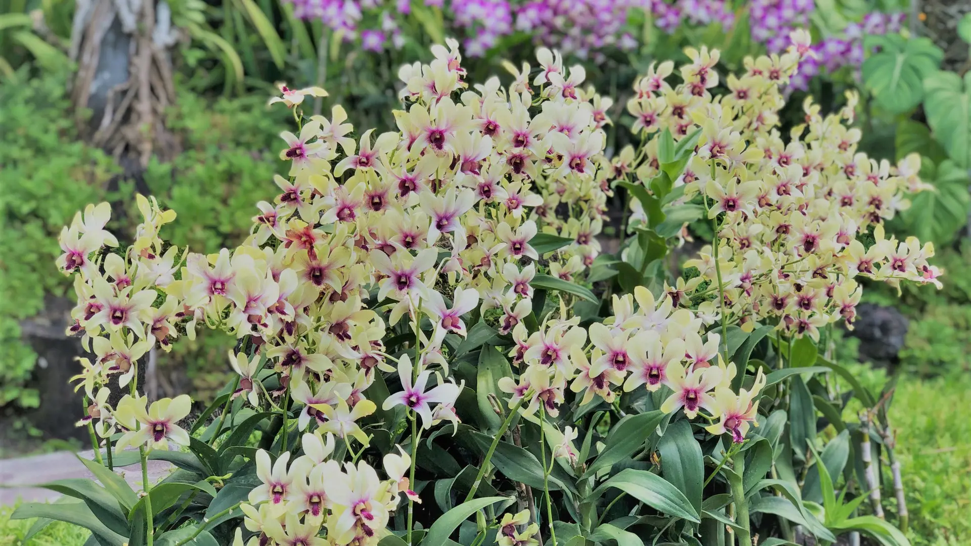 National Orchid Garden Ticket - Photo 27
