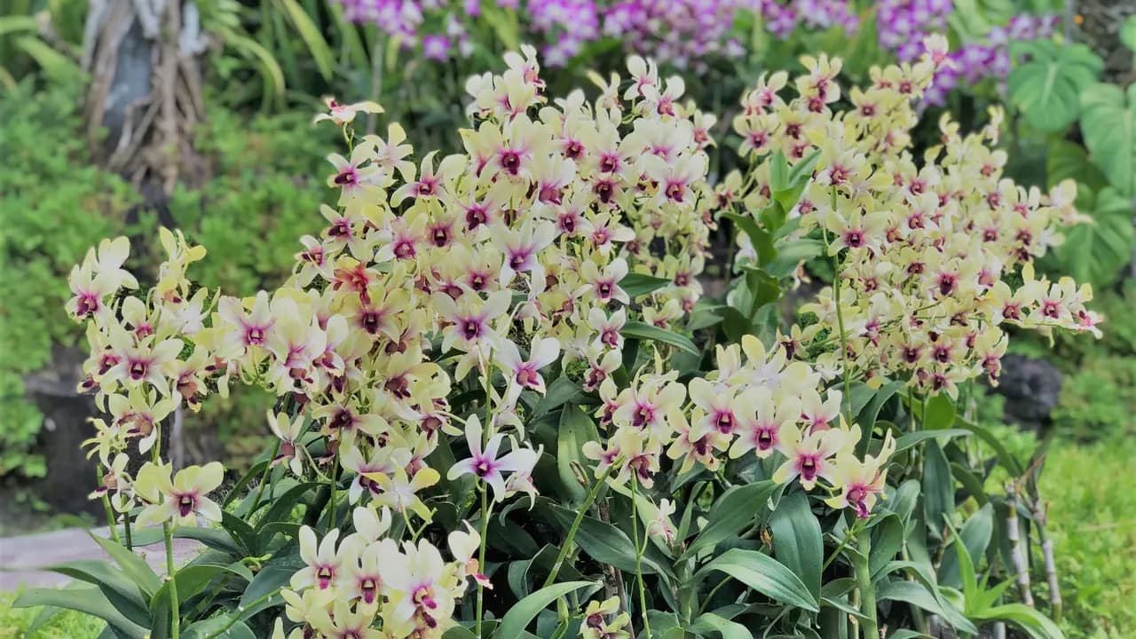 National Orchid Garden Ticket - Photo 11
