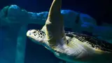 SEA LIFE Porto Ticket - Photo 8