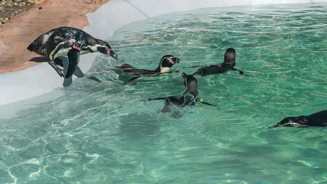 SEA LIFE Porto Ticket - Photo 12