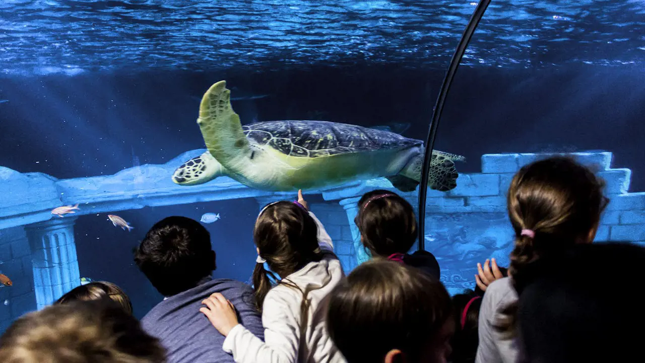 SEA LIFE Porto Ticket - Photo 4