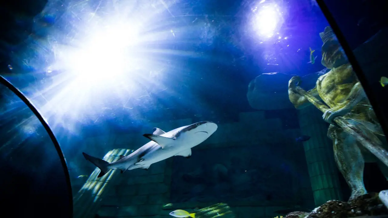 SEA LIFE Porto Ticket - Photo 14