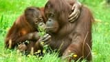 Cologne Zoo & Aquarium Ticket - Photo 15