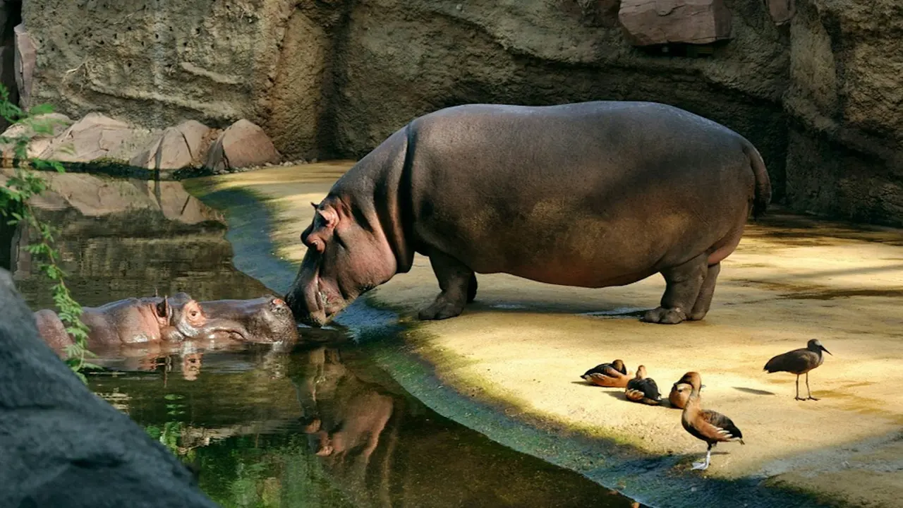 Cologne Zoo & Aquarium Ticket - Photo 3