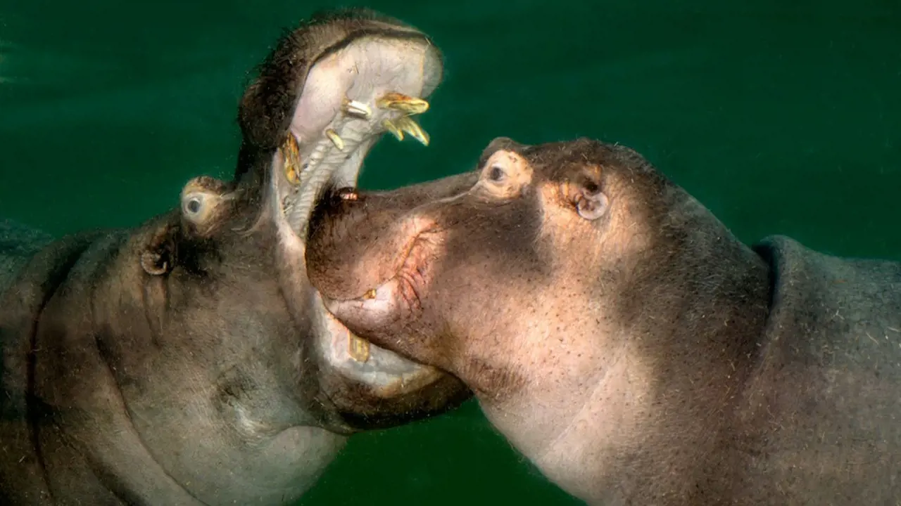 Cologne Zoo & Aquarium Ticket - Photo 5