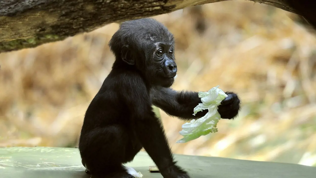 Cologne Zoo & Aquarium Ticket - Photo 9